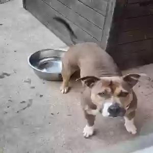 adoptable Dog in Snellville, GA named Melody